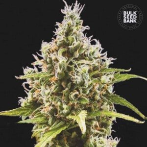 Bulk-Seedbank-Amnesia-Haze-Auto-Feminized-Cannabis-Seeds-Annibale-Seedshop-