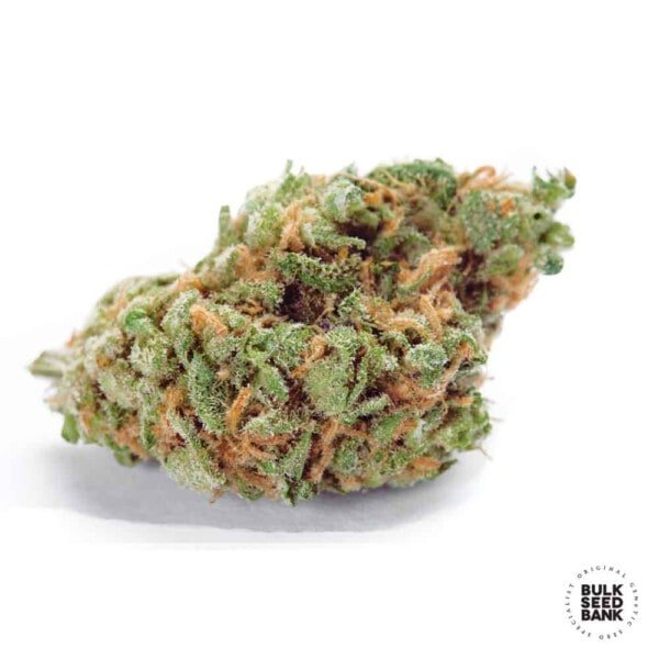 Bulk-Seedbank-Amnesia-Haze-Auto-Feminized-Cannabis-Seeds-Annibale-Seedshop