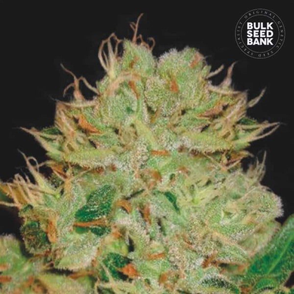 Bulk-Seedbank-BiggerBud-Auto-Feminized-Cannabis-Seeds-Annibale-Seedshop