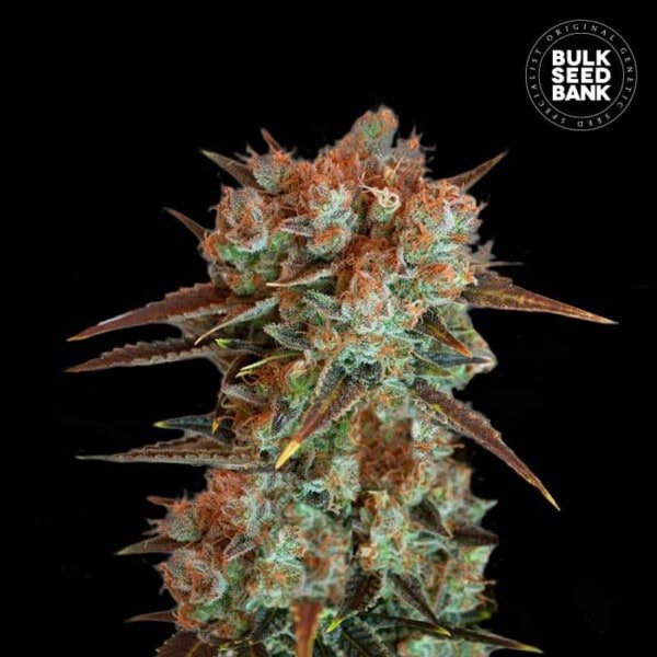 Bulk-Seedbank-Caramel-King-Feminized-Cannabis-Seeds-Annibale-Seedshop