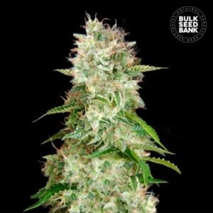 Bulk-Seedbank-Cheese-Auto-Feminized-Cannabis-Seeds-Annibale-Seedshop