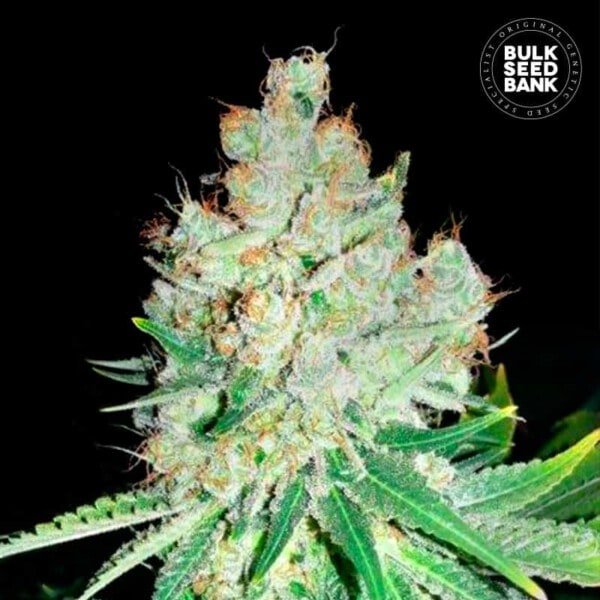 Bulk-Seedbank-Cheese-Feminized-Cannabis-Seeds-Annibale-Seedshop