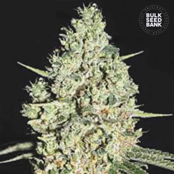 Bulk-Seedbank-Critical-Auto-Feminized-Cannabis-Seeds-Annibale-Seedshop