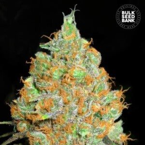 Bulk-Seedbank-Critical-Mass-Feminized-Cannabis-Seeds-Annibale-Seedshop