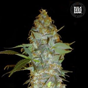 Bulk-Seedbank-Euforia-Special-Feminized-Cannabis-Seeds-Annibale-Seedshop