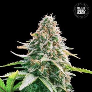 Bulk-Seedbank-Gelato-Samba-Auto-Feminized-Cannabis-Seeds-Annibale-Seedshop