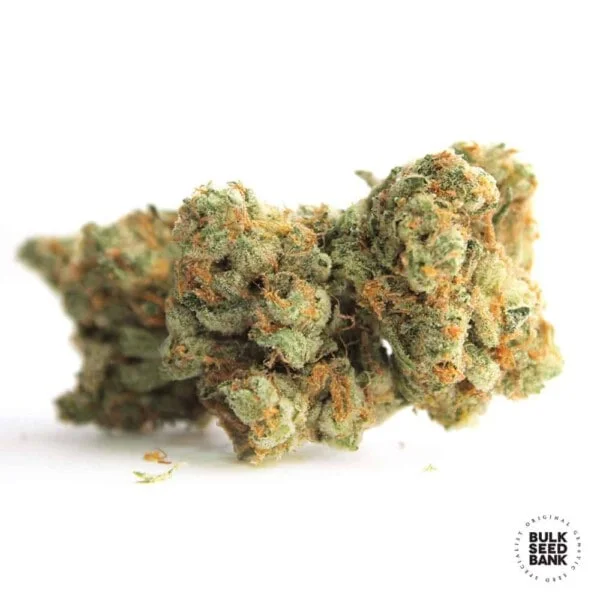 Gelato Samba Femminizzata - Bulk Seedbank - immagine 2