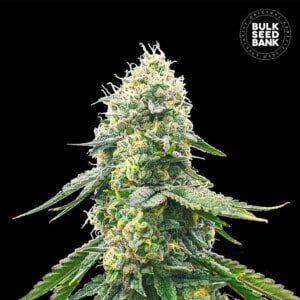 Bulk-Seedbank-Gelato-Samba-Feminized-Cannabis-Seeds-Annibale-Seedshop
