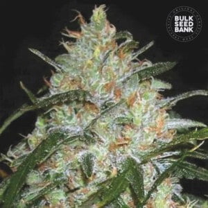 Bulk-Seedbank-Grapefruit-Feminized-Cannabis-Seeds-Annibale-Seedshop