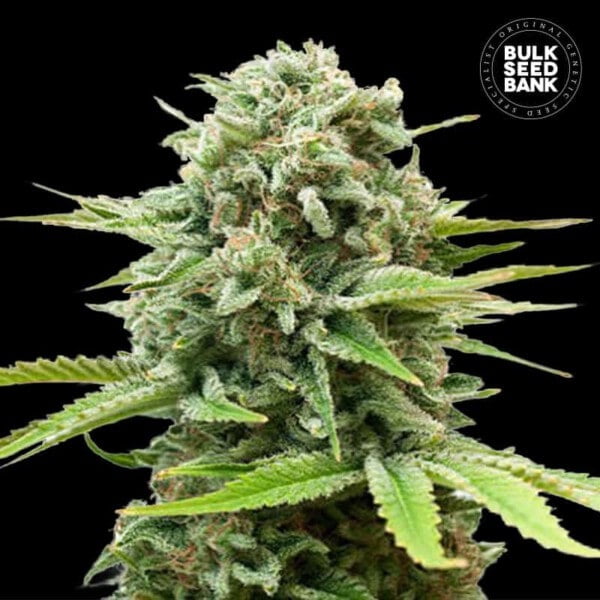 Bulk-Seedbank-Guerilla-Glue-Auto-Feminized-Cannabis-Seeds-Annibale-Seedshop