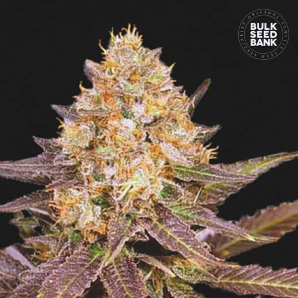 Bulk-Seedbank-Lavender-Best-Feminized-Cannabis-Seeds-Annibale-Seedshop