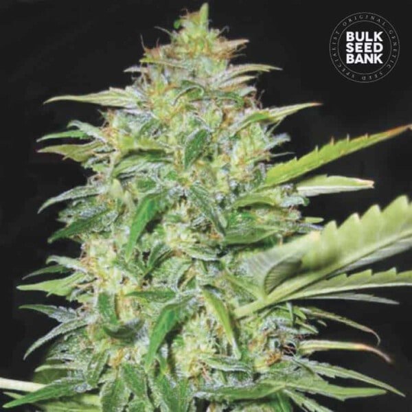 Bulk-Seedbank-Lime-Skunk-Auto-Feminized-Cannabis-Seeds-Annibale-Seedshop