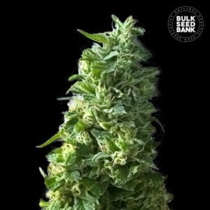 Bulk-Seedbank-Lime-Skunk-Feminized-Cannabis-Seeds-Annibale-Seedshop