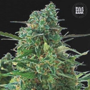 Bulk-Seedbank-NBA-Diesel-Auto-Feminized-Cannabis-Seeds-Annibale-Seedshop