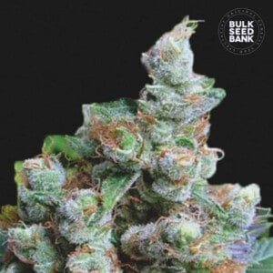 Bulk-Seedbank-NBA-Diesel-Feminized-Cannabis-Seeds-Annibale-Seedshop