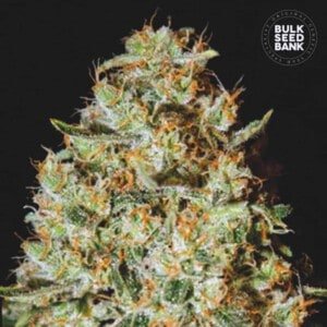 Bulk-Seedbank-Nepal-Gold-Feminized-Cannabis-Seeds-Annibale-Seedshop