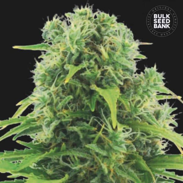 Bulk-Seedbank-Northern-Light-Auto-Feminized-Cannabis-Seeds-Annibale-Seedshop