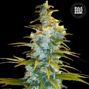 Bulk-Seedbank-Northern-Light-Feminized-Cannabis-Seeds-Annibale-Seedshop