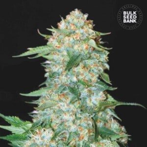 Bulk-Seedbank-OG-Kush-Feminized-Cannabis-Seeds-Annibale-Seedshop
