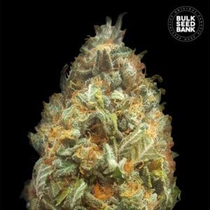 Bulk-Seedbank-Original-Orange-Bud-Auto-Feminized-Cannabis-Seeds-Annibale-Seedshop
