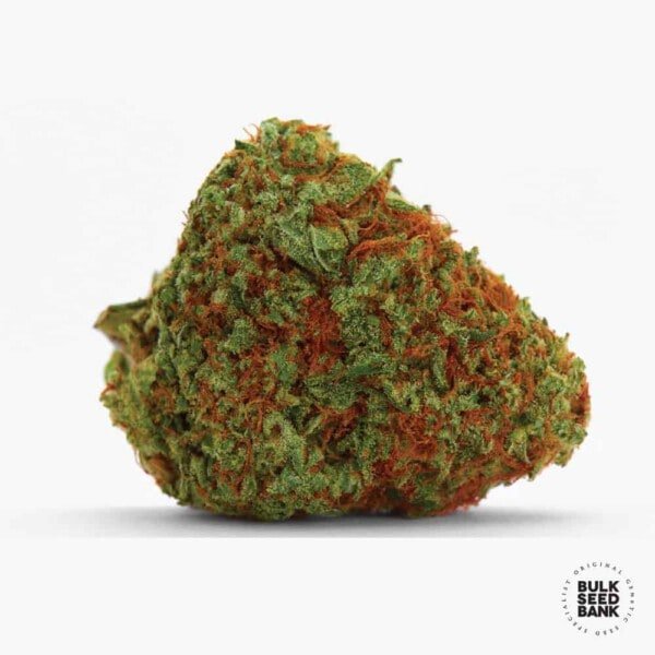 Bulk-Seedbank-Original-Orange-Bud-Feminized-Cannabis-Seeds-Annibale-Seedshop-1
