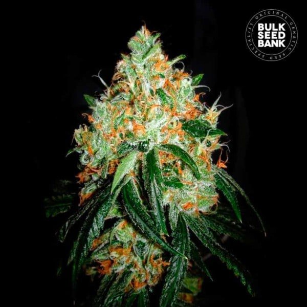 Bulk-Seedbank-Original-Orange-Bud-Feminized-Cannabis-Seeds-Annibale-Seedshop