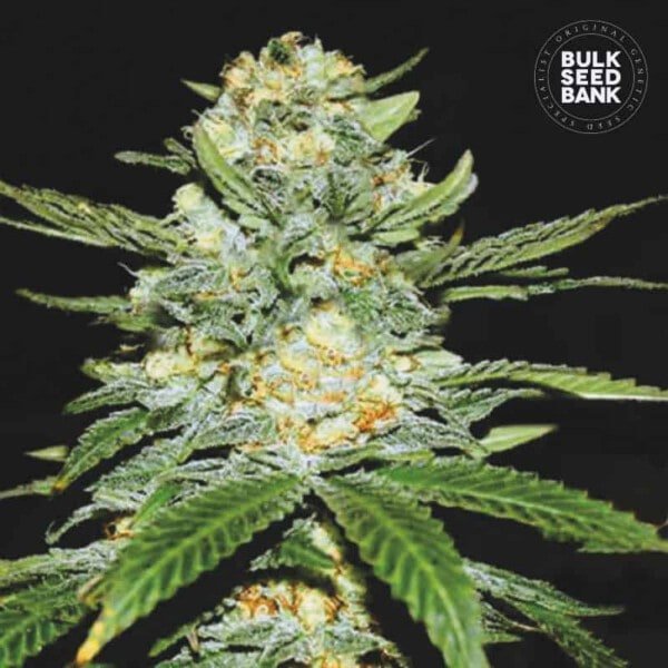 Bulk-Seedbank-Perfect-Power-Plant-Auto-Feminized-Cannabis-Seeds-Annibale-Seedshop