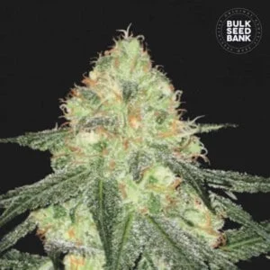 Bulk-Seedbank-Sour-Diesel-Auto-Feminized-Cannabis-Seeds-Annibale-Seedshop