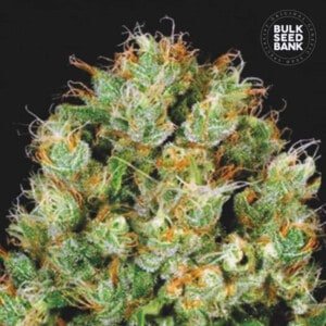 Bulk-Seedbank-Sour-Diesel-Feminized-Cannabis-Seeds-Annibale-Seedshop