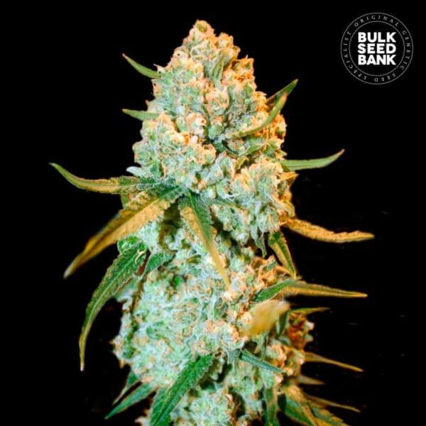 Bulk-Seedbank-Special-Crystal-Haze-Feminized-Cannabis-Seeds-Annibale-Seedshop