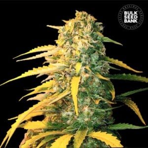 Bulk-Seedbank-White-Widow-Auto-Feminized-Cannabis-Seeds-Annibale-Seedshop