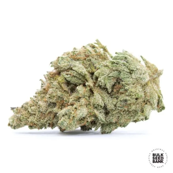 White Widow Feminized - Bulk Seedbank - Image 2