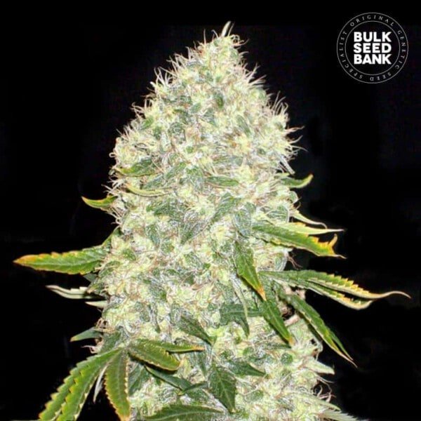 Bulk-Seedbank-White-Widow-Feminized-Cannabis-Seeds-Annibale-Seedshop