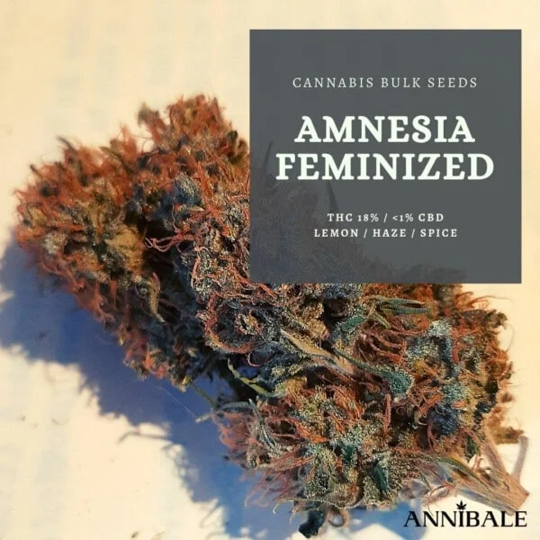 Cannabis-Bulk-Seeds-Amnesia-Feminized-Annibale-Seedshop