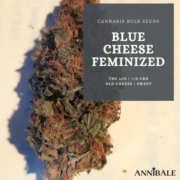 Cannabis-Bulk-Seeds-Blue-Cheese-Feminized-Annibale-Seedshop