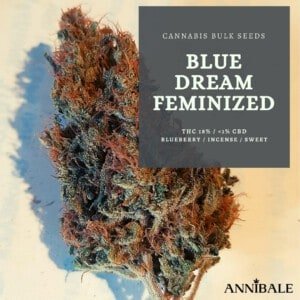 Cannabis-Bulk-Seeds-Blue-Dream-Feminized-Annibale-Seedshop