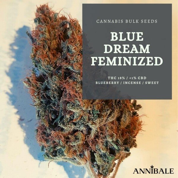 Cannabis-Bulk-Seeds-Blue-Dream-Feminized-Annibale-Seedshop