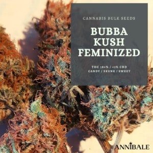 Cannabis-Bulk-Seeds-Bubba-Kush-Feminized-Annibale-Seedshop