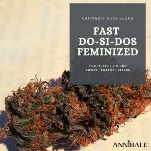 Cannabis-Bulk-Seeds-Fast-Do-Si-Dos-Feminized-Annibale-Seedshop
