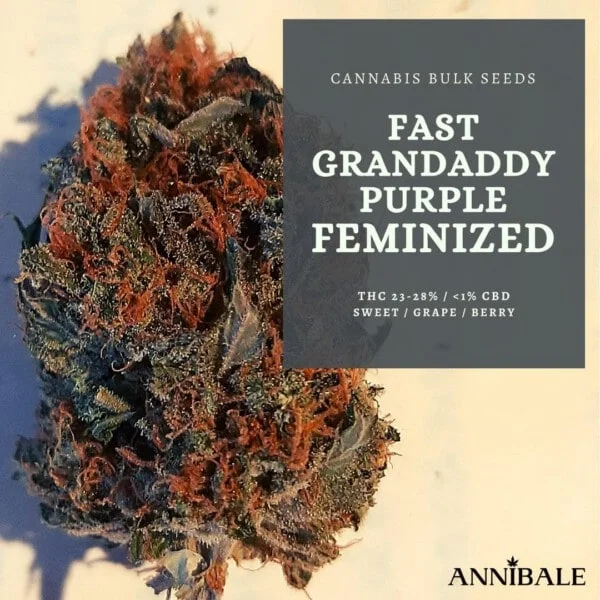 Cannabis-Bulk-Seeds-Fast-Grandaddy-Purple-Feminized-Annibale-Seedshop