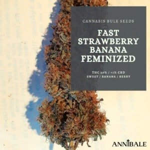 Cannabis-Bulk-Seeds-Fast-Strawberry-Banana-Feminized-Annibale-Seedshop