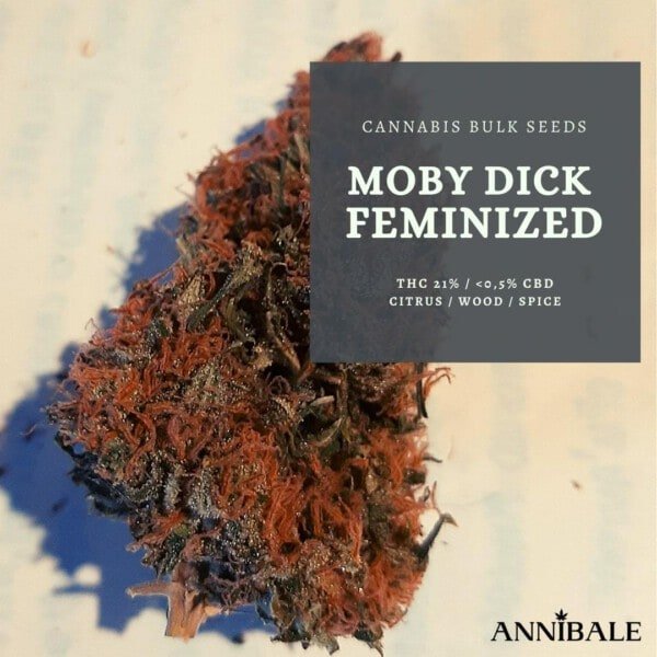 Cannabis-Bulk-Seeds-Moby-Dick-Feminized-Annibale-Seedshop