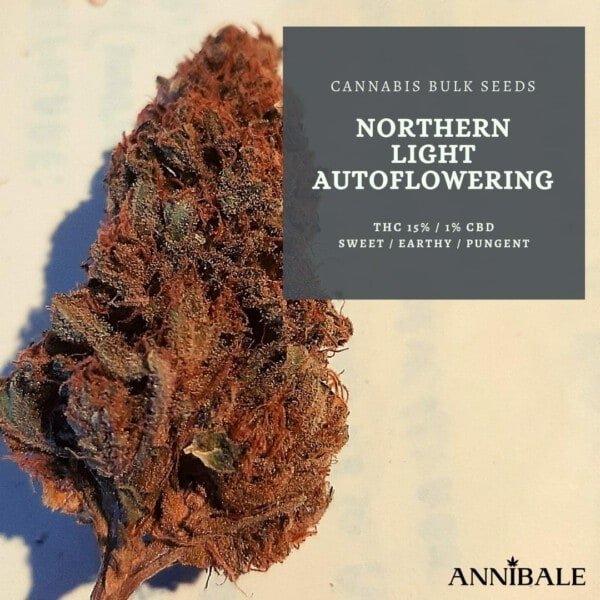 Cannabis-Bulk-Seeds-Northern-Light-Feminized-Annibale-Seedshop