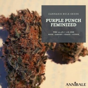 Cannabis-Bulk-Seeds-Purple-Punch-Feminized-Annibale-Seedshop