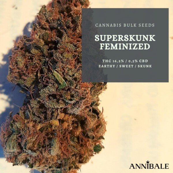 Cannabis-Bulk-Seeds-Superskunk-Feminized-Annibale-Seedshop