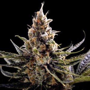 DNA-Genetics-24K-Gold-Feminized-Cannabis-Seeds-Annibale-Seedshop