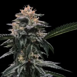 DNA-Genetics-Banana-Sorbet-Feminized-Cannabis-Seeds-Annibale-Seedshop