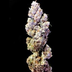 DNA-Genetics-Crocketts-Sour-Tangie-Regolar-Cannabis-Seeds-Annibale-Seedshop