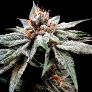 DNA-Genetics-DJs-Gold-Feminized-Cannabis-Seeds-Annibale-Seedshop