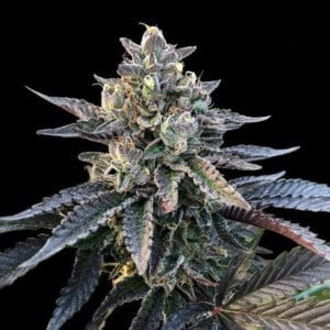 DNA-Genetics-Gelato-Sorbet-Feminized-Cannabis-Seeds-Annibale-Seedshop